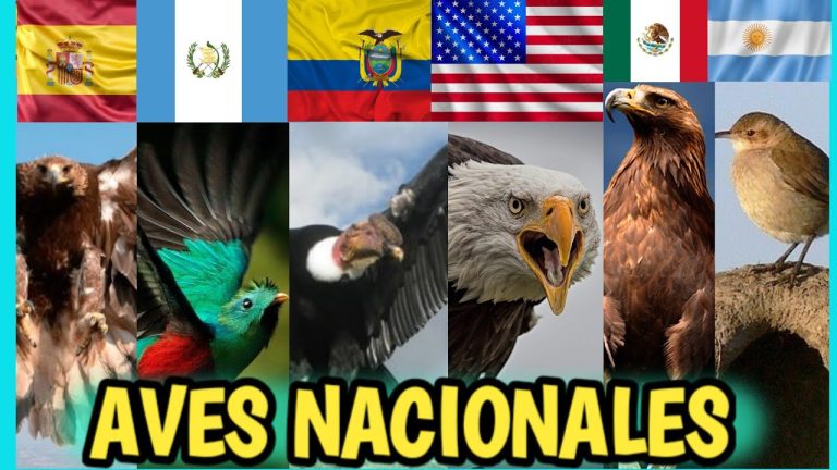 Descubre a la majestuosa ave nacional de España en todo su esplendor