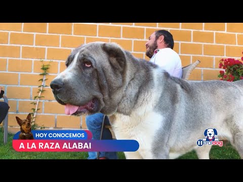 Descubre el mejor criadero en España para adoptar un perro Alabai