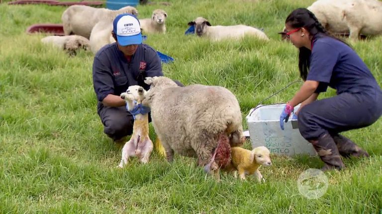 Descubre el tiempo de gestación de las ovejas en menos de 70 días