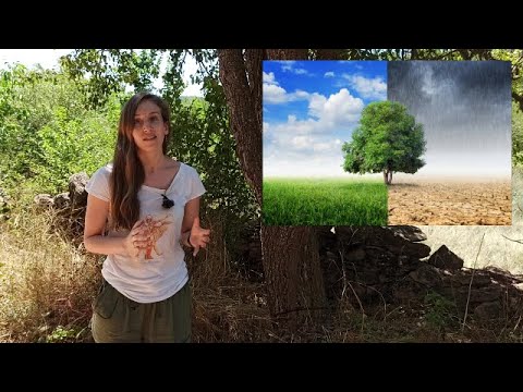 Descubre el milagroso líquido para secar árboles en segundos