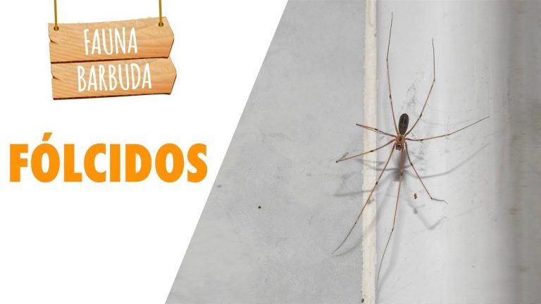 Descubre las increíbles arañas de patas largas que habitan en España
