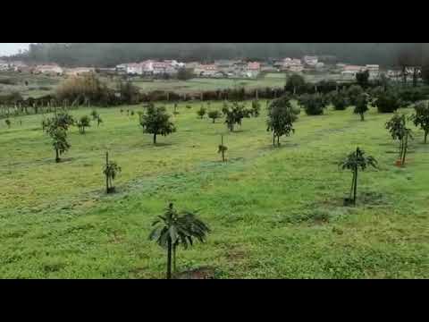¿Es posible cultivar árboles de aguacate en Galicia?