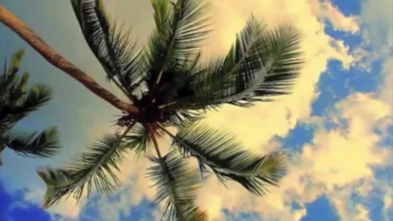 Descubre por qué la palmera es el árbol más exótico y versátil