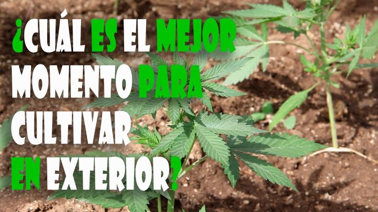 España: Cuando la marihuana se planta en tierras ibéricas