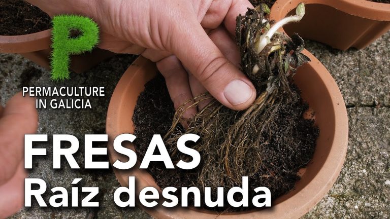 Descubre cómo tener éxito en el cultivo de fresas en Galicia