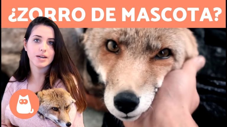 ¿Es legal tener un zorro mascota en España? Descubre las sorprendentes normativas animalistas en acción